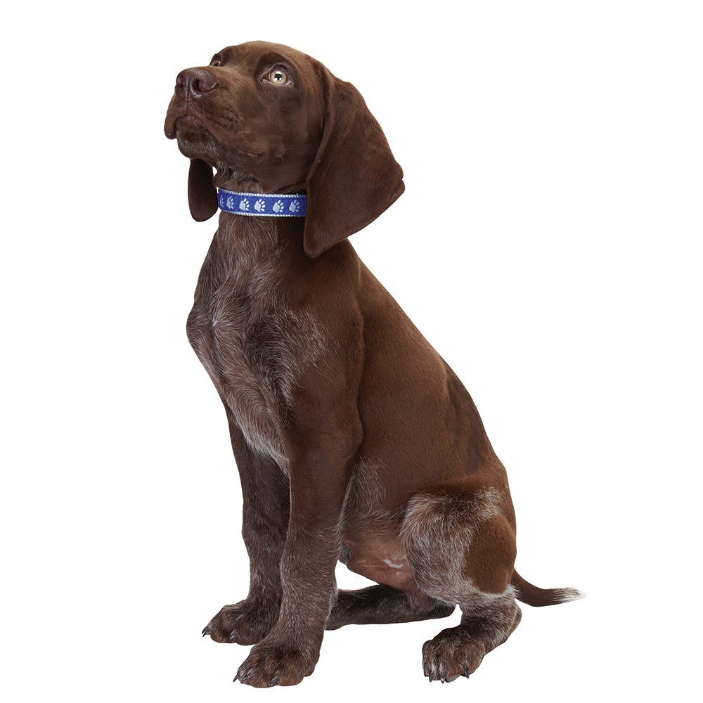 Collars, Leads & Harnesses